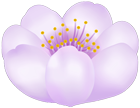 Spring Flower PNG Transparent Clipart