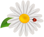 Spring Flower with Lady Bug Transparent Clip Art