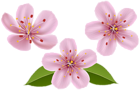 Spring Flowers Clip Art Transparent Image