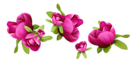 Spring Flowers Decoration PNG Clipart