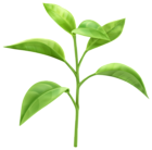 Spring Growing Plant PNG Transparent Clipart