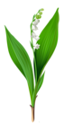 Spring Lily of the Valley PNG Clipart