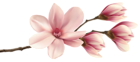 Spring Magnolia Branch PNG Clip Art Image