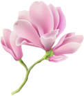 Spring Magnolia Branch PNG Clipart