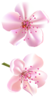 Spring Pink Tree Flowers PNG Clipart