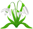 Spring Snowdrops PNG Clipart Picture