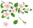 Spring Tree Branch with Flowers PNG Clipart Picture
