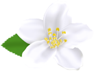 Spring Tree Flower White PNG Clipart