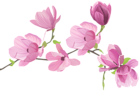 Spring Tree Flowers PNG Clip Art Image