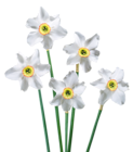 Spring White Daffodils PNG Picture