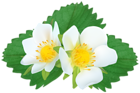 Strawberry Flowers Clipart Image