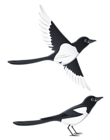 Swallows PNG Clipart Picture