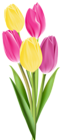 Tulips PNG Image