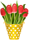 Tulips in Yellow Bucket Transparent Image