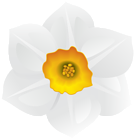 White Daffodil Flower Clipart Image