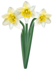 White Daffodils Transparent Image
