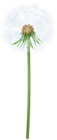 White Dandelion Transparent PNG Clipart