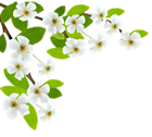 White Spring Branch PNG Clipart Image