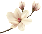 White Spring Magnolia Branch PNG Clip Art Image