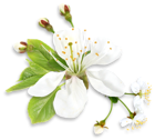 White Spring Tree Flower PNG Clipart