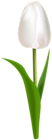 White Tulip PNG Clipart