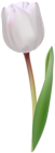 White Tulip Transparent Image