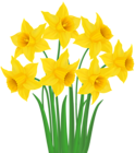 Yellow Daffodils PNG Transparent Clip Art Image