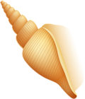 Beach Sea Shell PNG Clip Art Image