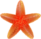 Beach Starfish PNG Clipart