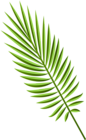 Green Palm Leaf PNG Clipart