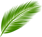 Palm Leaf Transparent Clip Art Image