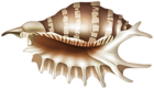 Rapana Shell PNG Clipart