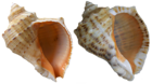 Rapana Shells PNG Clip Art