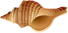 Rapane Shell Transparent PNG Clip Art Image