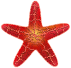 Red Starfish PNG Clip Art Image