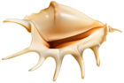 Sea Conch PNG Clip Art Image
