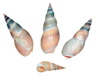 Sea Snail Shells PNG