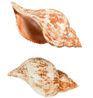 Sea Snails Shells PNG Picture