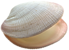 Shell PNG Picture