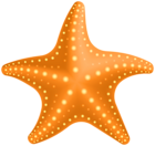 Starfish PNG Clipart