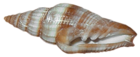Transparent Sea Snail Shell