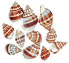 Transparent Sea Snail Shells PNG Clipart