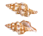 Transparent Sea Snail Shells PNG Picture