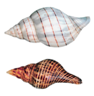 Transparent Sea Snails Shells PNG Picture