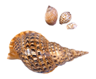 Transparent Sea Snails Shells Picture