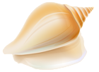 Transparent Seashell PNG Clipart