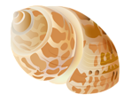 Transparent Seashell PNG Picture