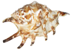 Transparent Seashell Picture
