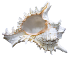 Transparent Seashell Rapana PNG Clipart