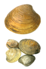 Transparent Seashells PNG Picture